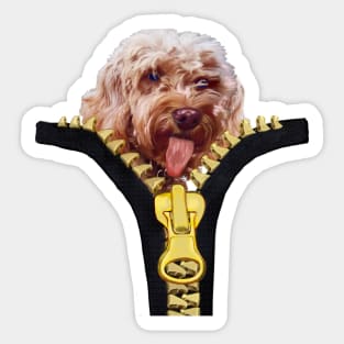 Doggy in my pocket - Cavapoo Cavoodle puppy sticking it’s tongue out - cute cavalier king charles spaniel Sticker